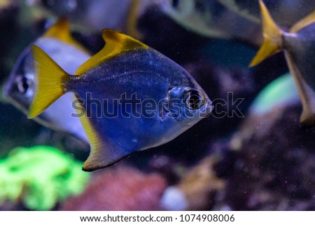 beautiful fish Monodactylus argenteus close up