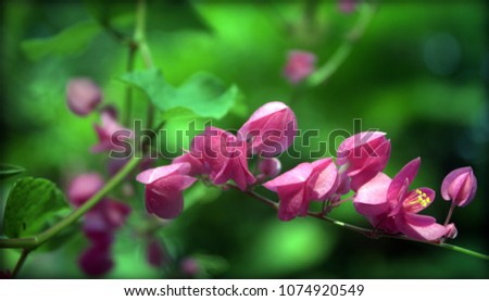 Mexican Creeper; beautiful flowering plant, a vine with pink flowers, growing in gardens, against walls, closeup focused on the background of green leaves.