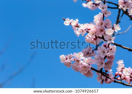 Japanese Cherry Blossoms, or Sakura, in full bloom on a beautiful spring day in Kanagawa, Japan. Photo includes copy space on the left side