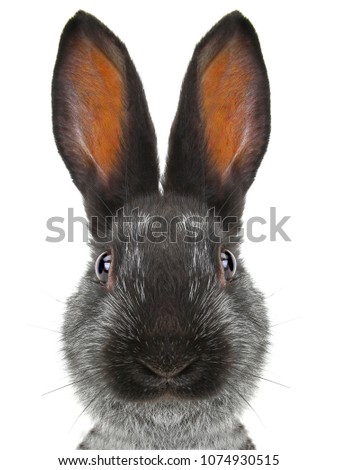 portrait rabbit  distorted by a wide-angle close-up, on a white background