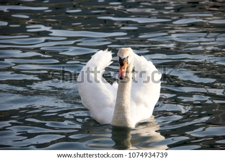 white swan with swollen wings floating in the lake at sunset