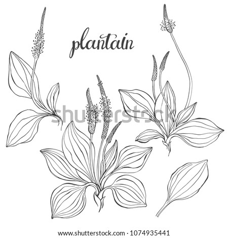 Plantain. Medicinal plant wild field flower.Sketch.Hand drawn outline vector illustration, isolated floral elements for design on white background. Royalty-Free Stock Photo #1074935441