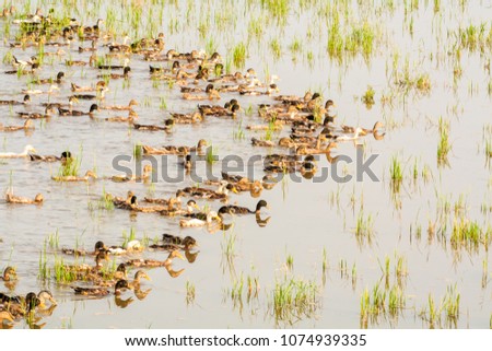 Flock of ducks swimming in pattern through paddy field  with grass in Kerala, India