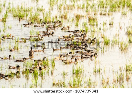 Flock of ducks swimming in pattern through paddy field with grass in Kerala, India