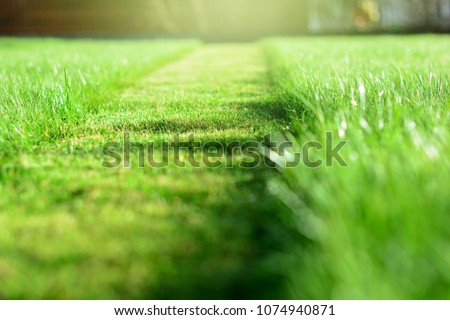 Cut strip of green grass. Mowing the lawn. Selective focus Royalty-Free Stock Photo #1074940871