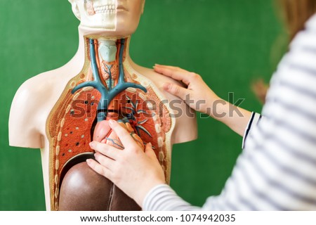 Close up of a high school student learning anatomy in biology class, putting a heart inside an artificial human body model. Royalty-Free Stock Photo #1074942035