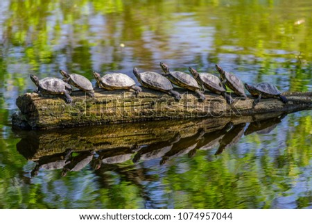 Funny picture of nice turtles in a row on an old tree trunk at lake (Trachemys scripta elegans).