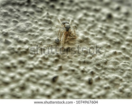 A picture of a spider crawiling down at the wall