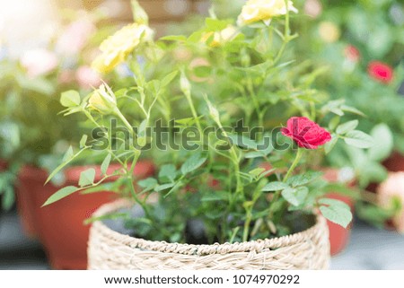 summer spring flower. colorful rose in the pot on sunny day