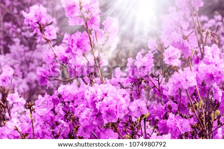 Blooming bouquet, purple rhododendron in the garden in springtime 