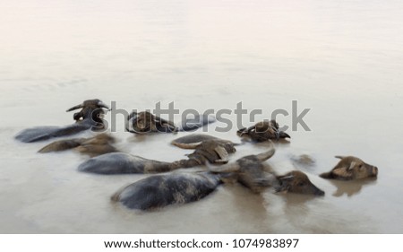 buffalo swimming in a river. abstract buffalo picture.