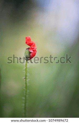 poppy flower with one petal left