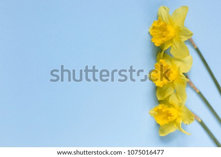 Daffodils on a blue background.
Pattern of yellow flowers on a blue background. Composition of flowers. Top view, space for copy, square, flat lay.