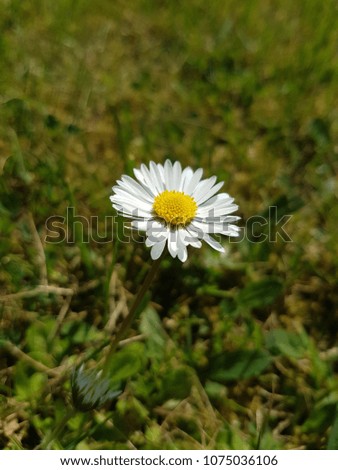 Single daisy, Spring flower