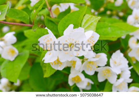 Bush blooming Jasmine