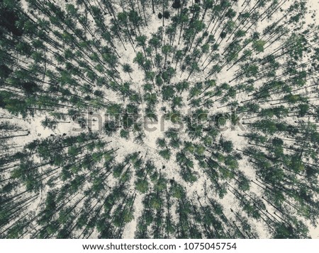 Aerial Photography of a Bright Forest in Sunny Winter Day from Top - vintage look edit