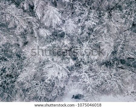 Aerial Photography of a Bright Forest in Cloudy Winter Day - top down view with all Trees Covered in Snow