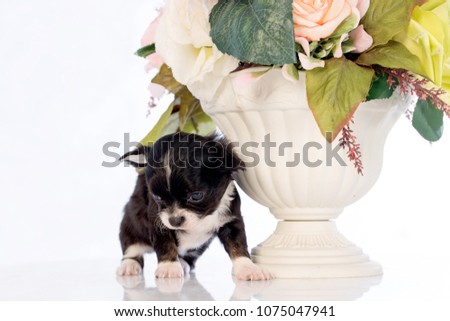 Little dog  with flowers on  white background 