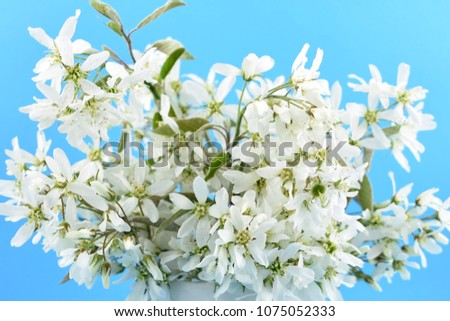 White spring flower stock images. White spring bouquet. White bouquet on blue background. Spring floral decoration. Spring background concept