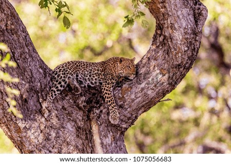 An african leopard (panthera pardus pardus) in a tree, early morning, South Luangwa, Zambia, Africa