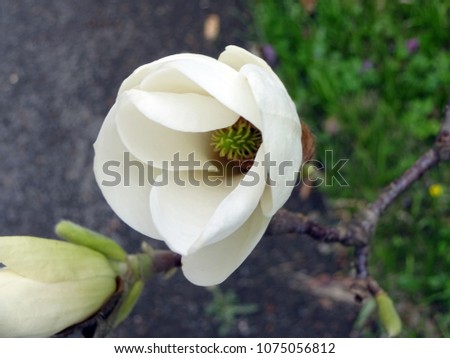large white flowers of Magnolia denudata, Yulan - Magnolia, belongs to the Magnoliaceae, native to China, April 2018
