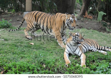 A pair of tigers rest on the grass