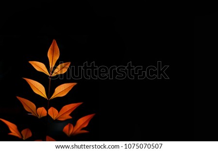 Red leaf background picture