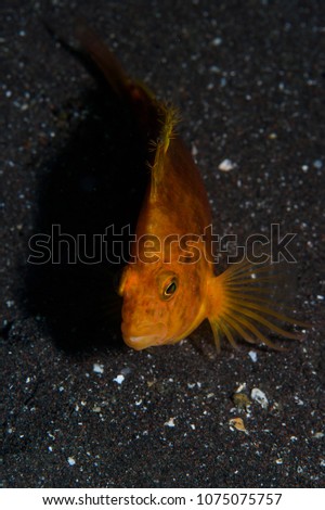 Orange Fish Underwater in Japan