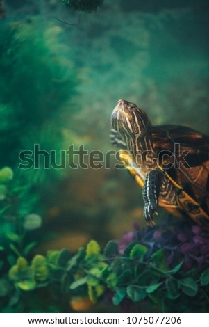Red eared slider turtle Trachemys scripta elegans resting in sunlight in aquarium with beautiful artificial algae