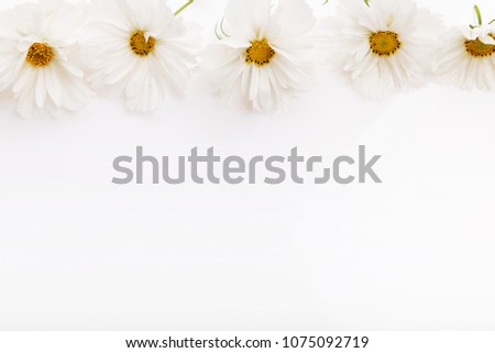 Composition, frame white cosmea, cosmos flowers on white background. Backdrop with copy space, flat lay, top view. Mother's, Birthday, Valentines, Women's, Wedding Day concept