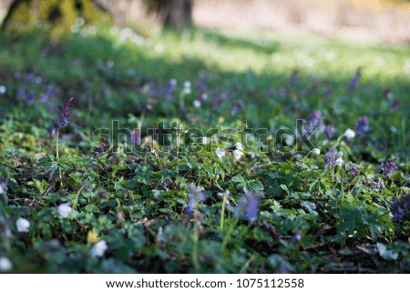 Purple and violet spring flowers blooming in a forest. Green blurred background with space for text
