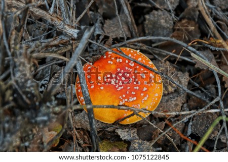 Large red mushroom in dry branches and leaves