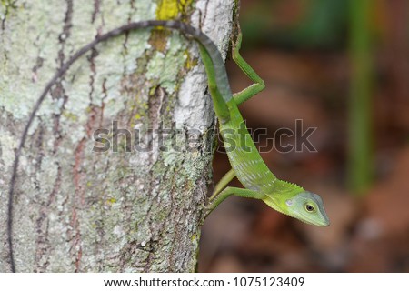 Green Crested Lizard of borneo