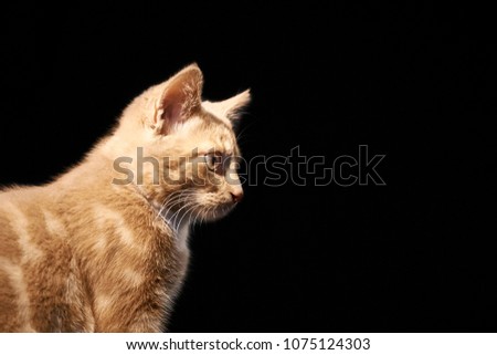 Ginger kitten on pitch black background. Profile. Isolated.