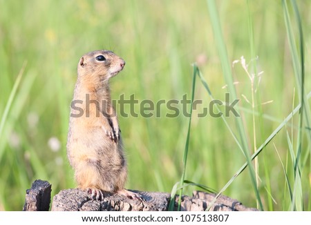 European ground squirrel (spermophilus citellus, suslik, gopher)