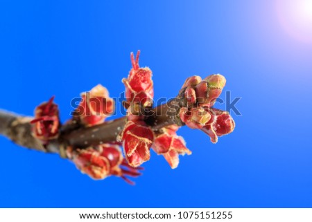 Beautiful spring scene with maple red buds and colorful blue sky. Blooming branches of maple tree during spring time. Maple buds on the background of vibrant blue sky. Spring scenic view with red buds
