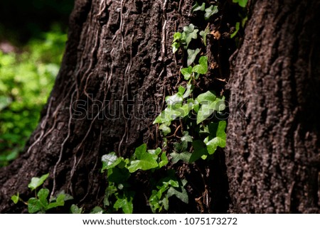 Ivy (Hedera Helix) plant climbing up tree trunk