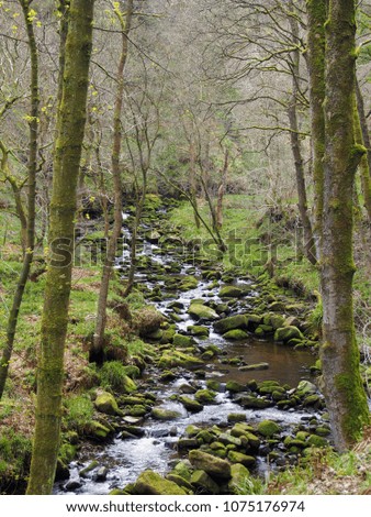 a hillside stream running though moss covered rocks and boulders with surrounding early spring forest landscape in the colden valley in west yorkshire england