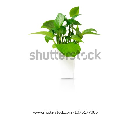 Golden pothos. Epipremnum aureum in white ceramic pots Square shape on white background. Suitable for decorating in the room. Copy space. With Clipping path