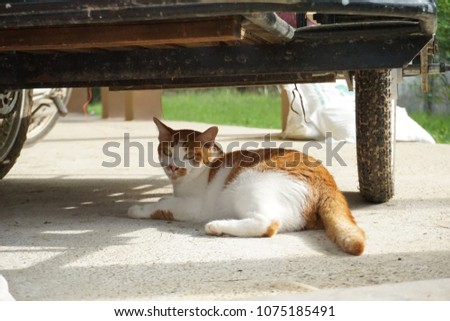 A big cat with orange and white fur is sitting under a motorcycle on concrete floor outside a building with blurry background of green grasses on a sunny day.
