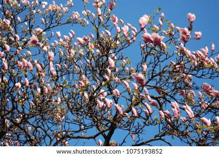flowering trees of pink magnolia.
blue sky background