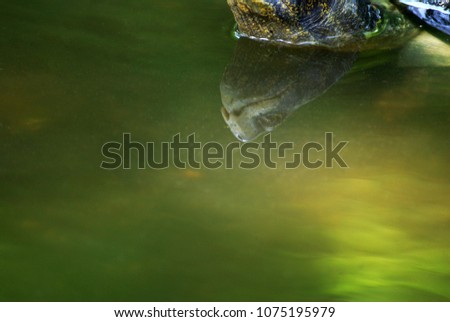 Closeup Head of Water turtle or call The yellow-headed temple turtle (Heosemys annandalii ) and Head of Water turtle water reflection in the swamp