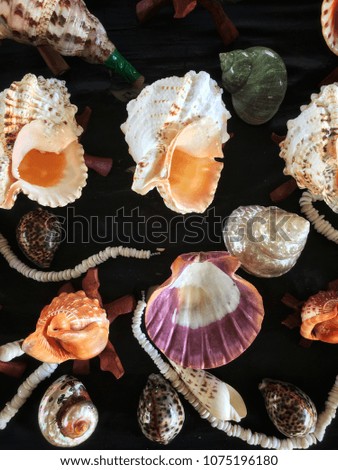 Seashells and shell necklaces on black background