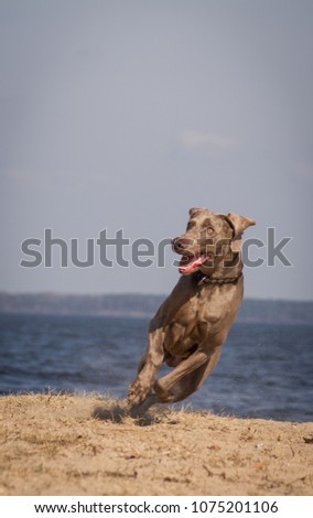 Weimaraner dog play in the beach. Weimaraner in action.