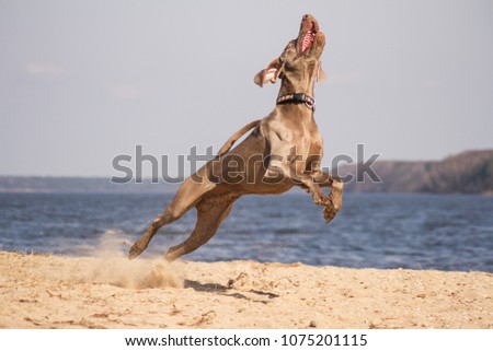 Weimaraner dog play in the beach. Weimaraner in action.