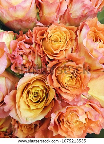 Roses, floral background
