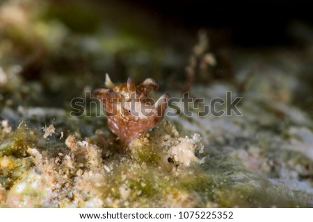 Nudibranch Aplysia parvula. Picture was taken in the Banda sea, Ambon, West Papua, Indonesia
