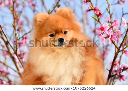 Spitz, portrait of a beautiful dog against a blue sky and peach tree flowers