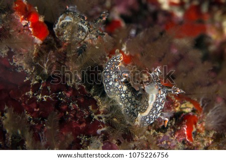 Nudibranch Bornella anguilla. Picture was taken in the Banda sea, Ambon, West Papua, Indonesia

