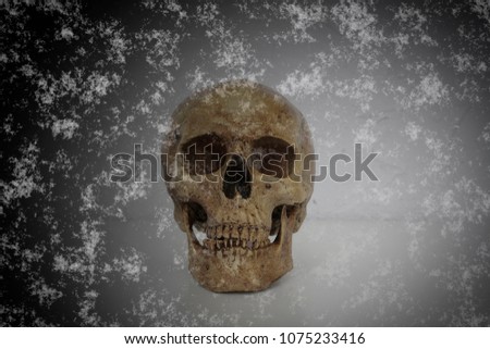 Anatomical skull, vintage graphics.White background